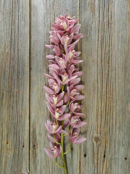  PINK MINI CYMBIDIUMS